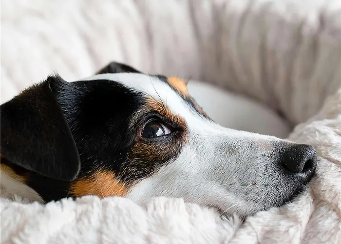 ホテル Ibis Budget Sud *